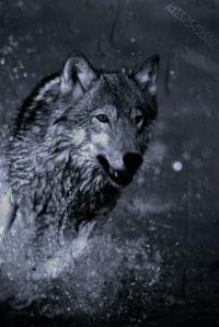 Moretto_Wolf