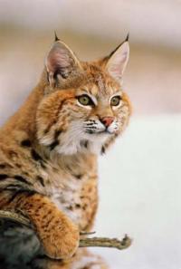 Wild_Lynx