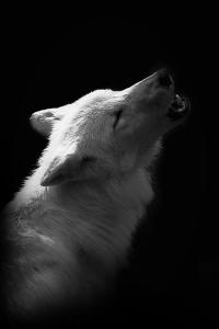 White_wolf