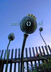 zaebka